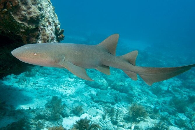 Key Largo 2-Tank Scuba Dive Trip Within Pennekamp Reserve - Overview and Inclusions