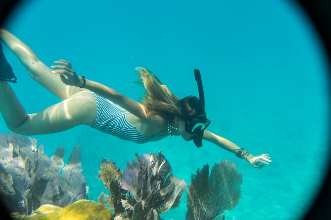 Key West Small Group Dolphin Viewing & Snorkeling Tour - Tour Overview and Experience