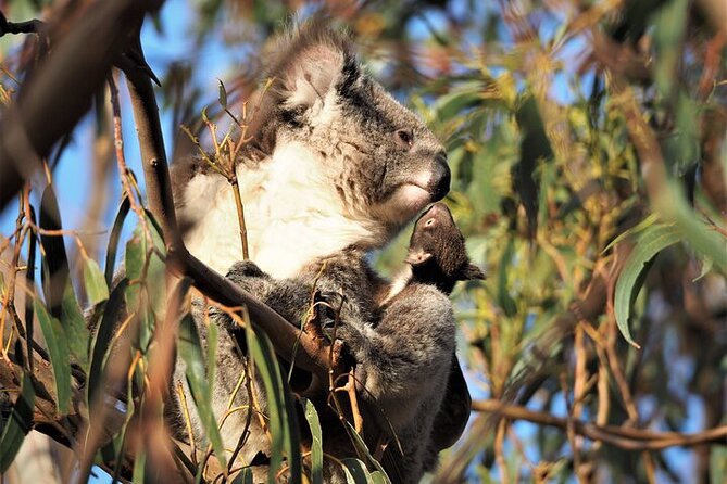 Koala Walking Tour in Kangaroo Island - Tour Details
