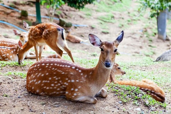 Koh Samui Paradise Park Farm Admission Ticket With Return Transfer - Highlights of Koh Samui Paradise Park Farm