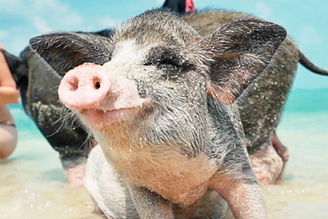 Kohsamui.Tours - Pig Island Snorkeling Eco Tour by Speed Boat - Tour Details and Requirements