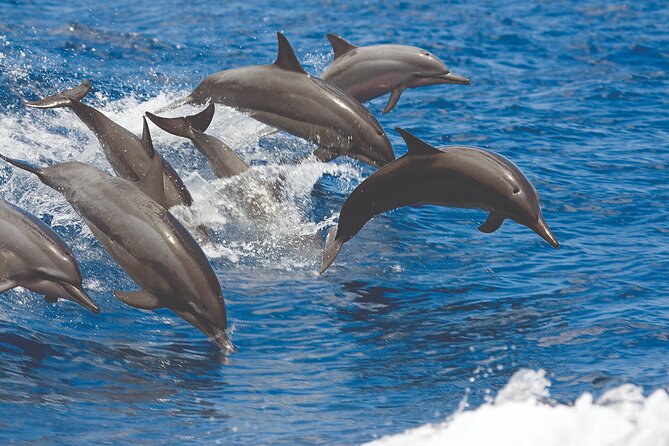 Kona Coast Sailing and Snorkeling Cruise With Lunch  - Big Island of Hawaii - Overview and Activities