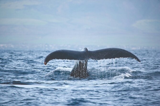Kona, Hawaii: Whale-Watching Tour on a Catamaran  - Big Island of Hawaii - Tour Overview and Details