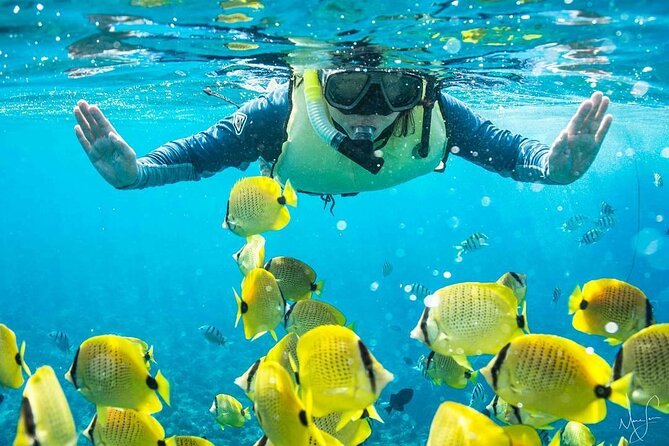Kona Shore Excursion: Wild Dolphin - Reefs -Sea Caves - (Small Group) - Excursion Highlights