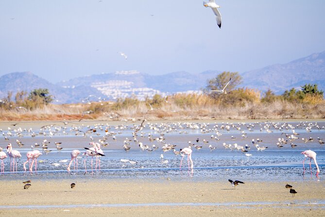 Kos Wildlife Walks: Birdwatching and Animal Photography - Pricing and Booking