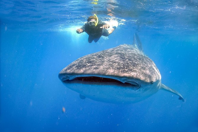 La Paz Whale Shark Snorkeling Tour and Lunch From Los Cabos - Boat Experience