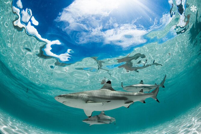 Lagoon Tour in Moorea in Small Group With Lunch - Group Size and Operator Information