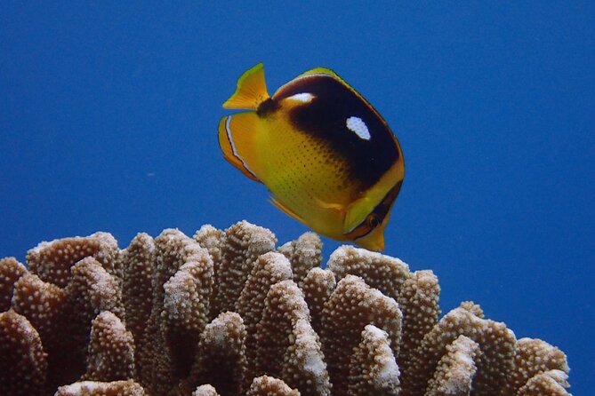 Lahaina Small-group Scuba Review Dive  - Maui - Pricing and Booking