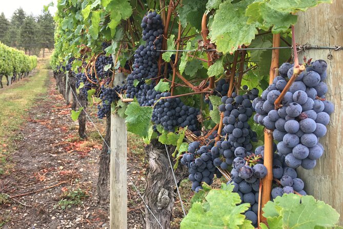 Lake Country Wine Tour - Wineries in Lake Country