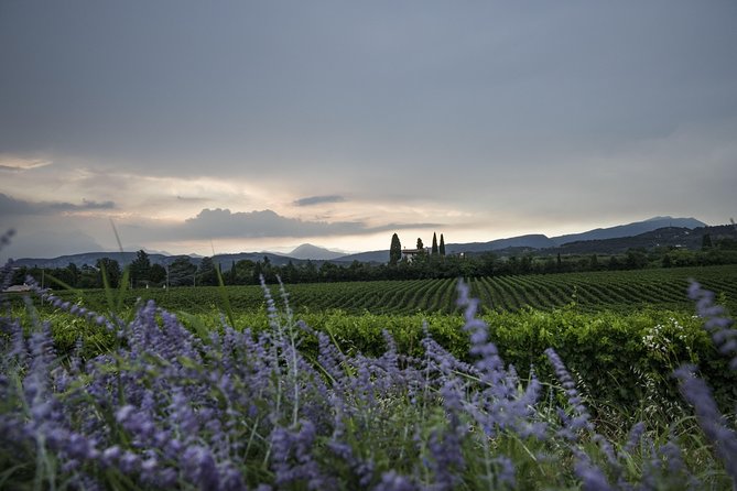 Lake Garda: Wine Tour & Tasting Experience in Bardolino Area - Pricing and Booking Details
