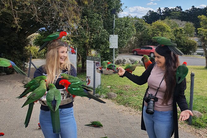 Lamington National Park, OReillys & Vineyard Tour - Tour Overview and Inclusions