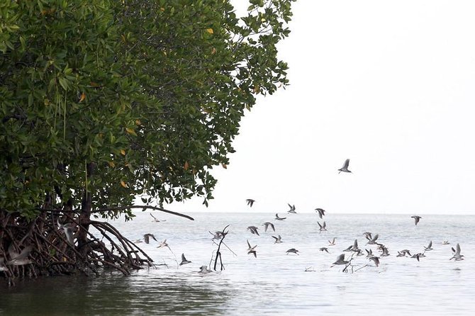 Lanta Mangroves Forest Tour With Thai Food Cooking With Us - Tour Highlights