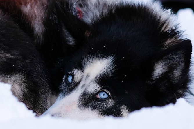 Lapland Husky Sled Safari From Tromso - Trip Arrangements