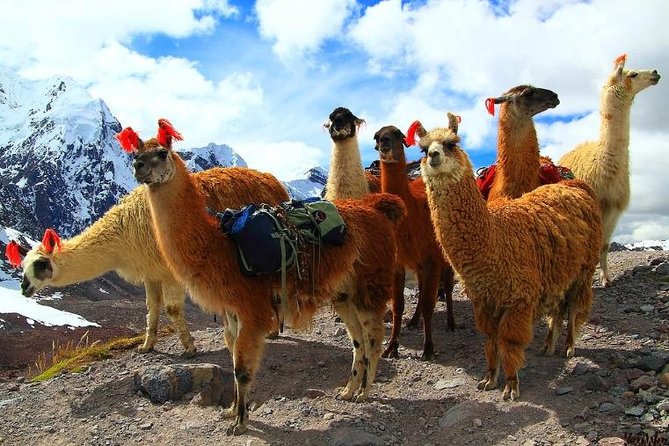 Lares Valley Inca Hot Springs From Cusco With Transfers - Trip Highlights