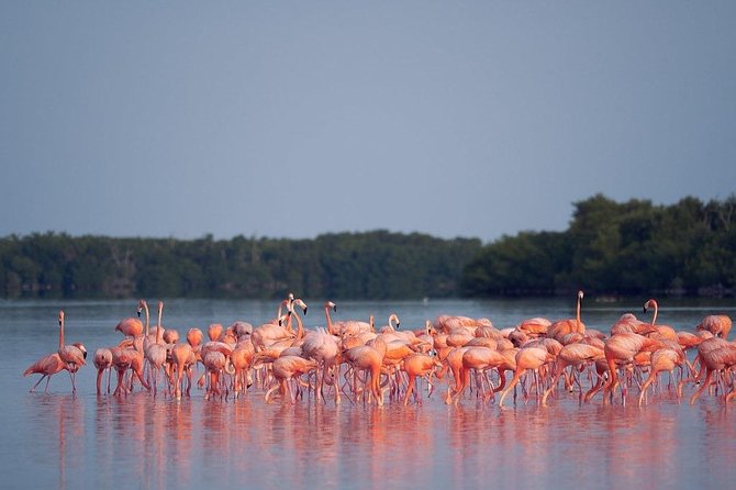 Las Coloradas Pink Lake Tour With Ría Lagartos Nature Reserve  - Cancun - Overview and Logistics
