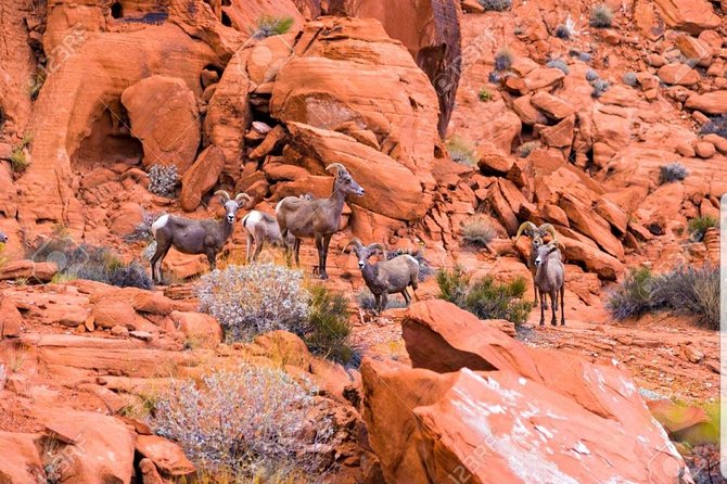 Las Vegas Valley of Fire Small-Group Guided Tour - Tour Details and Logistics