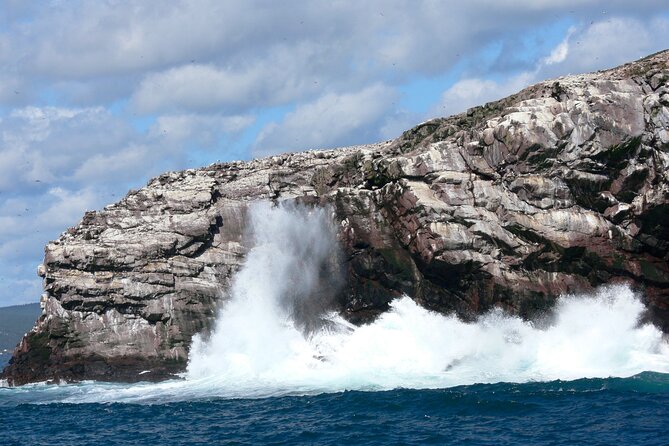 Late Season Puffin & Scenic Coastal Cruise - Expectations