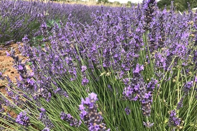 Lavender in Sault Small Group Half-Day Trip - Tour Overview