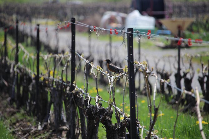 Learn About Wine Making on a Between the Lines Winery Tour  - Niagara Falls & Around - Tour of Between the Lines Winery