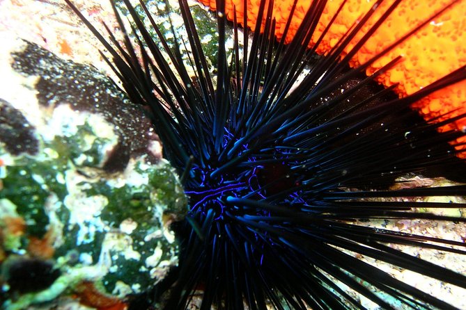Lets Go Diving With Pickup From Hotel - Diving Adventure Details