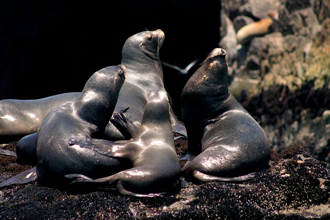 Lima Peru Sea Lions, History and Palomino Callao Islands - Limas Sea Lion Population