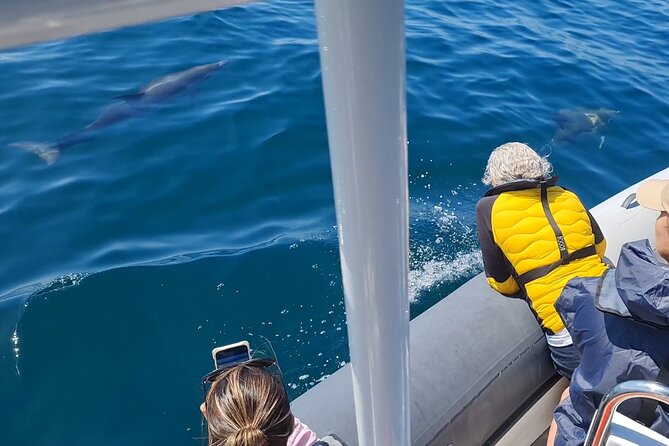 Lisbon Dolphins - Dolphin Watching in Lisbon - Overview and Details