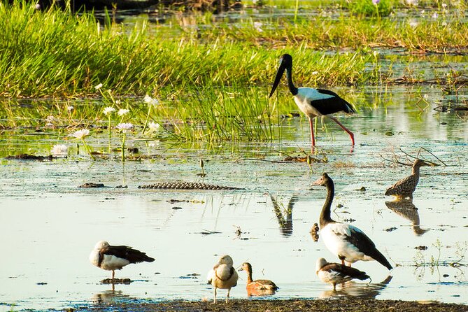 Litchfield National Park Waterfalls Day Trip From Darwin Including Termite Mounds and Lunch - Tour Highlights