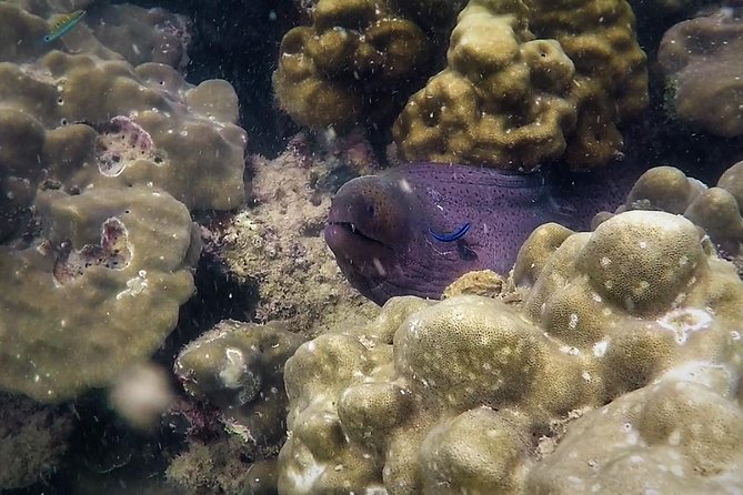 Local Reef Snorkelling and Deserted Beach - Pricing and Booking Information