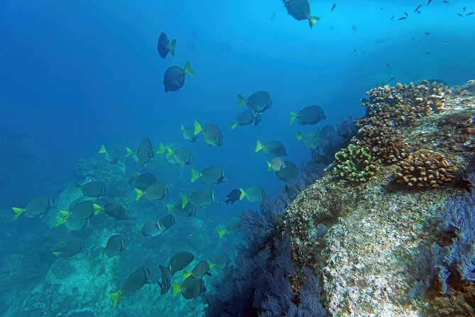 Los Cabos Snorkeling Tour by Speed Boat With Photos Included - Tour Highlights
