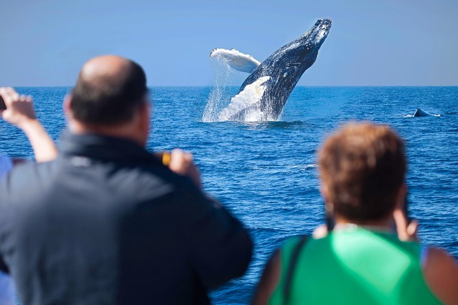 Los Cabos Whale Watching Cruise Including Breakfast - Overview and Tour Details