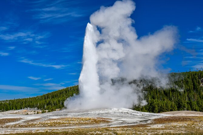 Lower Loop Yellowstone - Hydrothermal & Wildlife - Tour Highlights