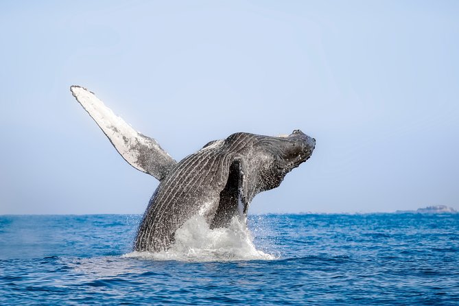 Luxury Catamaran Whale Watching Cabo San Lucas - Unforgettable Luxury Whale Watching Experience