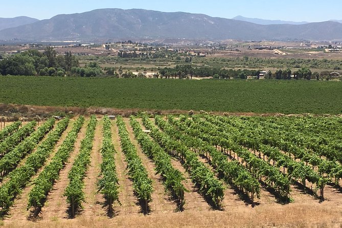 Luxury Private Wine Tasting Tour to Guadalupe Valley From San Diego - Tour Overview