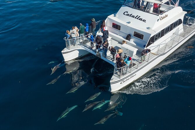 Luxury Whale Watching - Fewer People, Extra Speed, Expert Staff - Abundance of Marine Wildlife