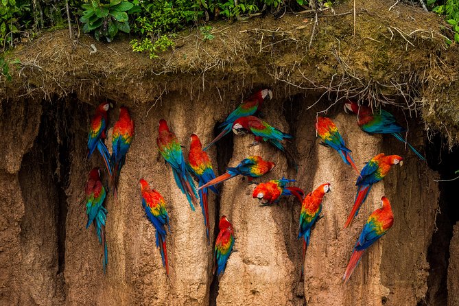 Macaw Claylick (Chuncho Most Visited) Full Day - Highlights of the Macaw Claylick Experience