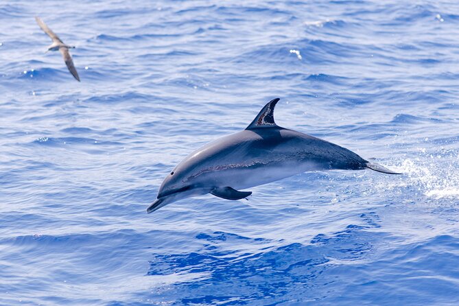 Madeira Dolphin & Whale Watching Tour - Overview and Location