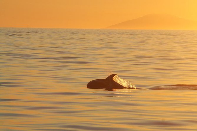 Magical Whales in the Midnight Sun From Reykjavik - Overview