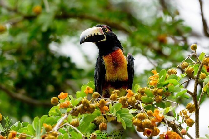 Mahahual and Costa Maya Birdwatching - Exploring the Diverse Bird Species in the Yucatán Peninsula