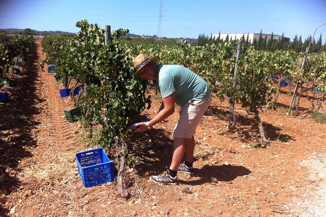Mallorca Bodega Tour With Olive Oil & Wine Tastings (Half Day) - Tour Itinerary