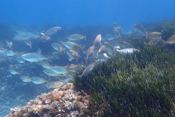 Mallorca: Snorkeling in a Beautiful Nature Reserve - Cancellation Policy and Traveler Reviews