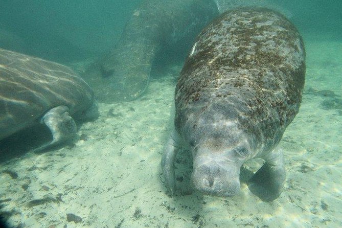 Manatee Snorkeling Tour in the Beautiful Crystal River - Inclusions in the Tour Package