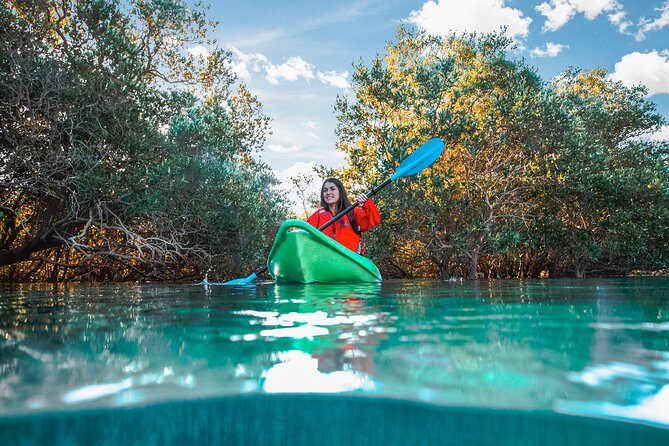 Mangrove Kayaking Abu Dhabi - Importance of Mangrove Forests to Abu Dhabis Ecosystem