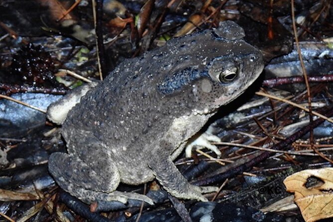 Mangrove Nocturnal Wildlife - Mangrove Nocturnal Wildlife Species