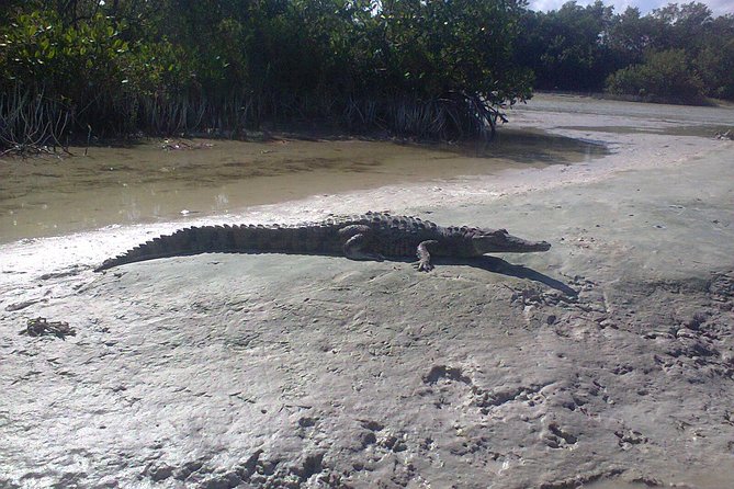 Mangroves Paddling Tour - Pricing and Value