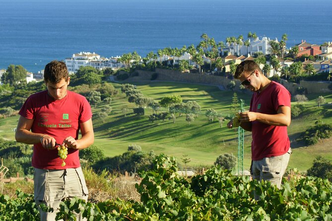 Manilva Oceanfront Wine Experience in the Marbella Area - Wine Tasting at Manilva Oceanfront Winery