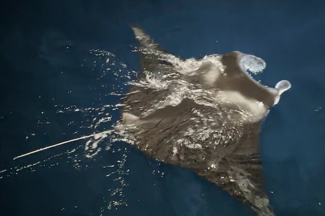Manta Ray Night Snorkeling Adventure in Kailua-Kona - Pricing and Value