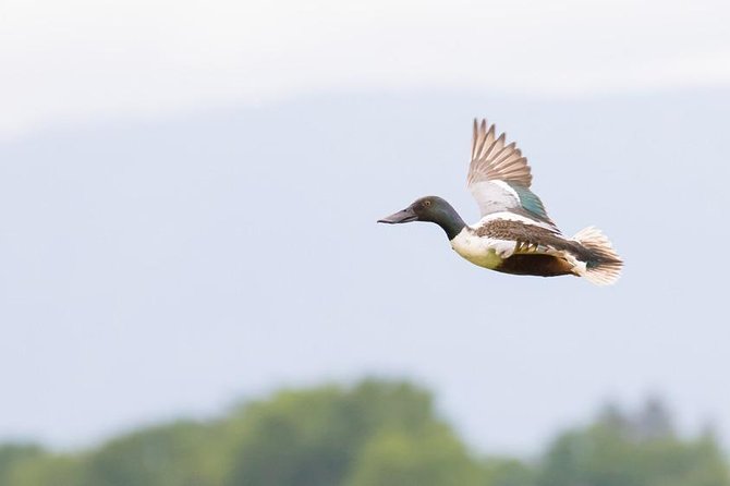 Marais De Sionnet: Private Bird Watching and Photography Trip  - Switzerland - Overview and Potential Sightings