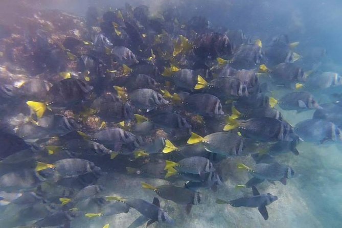 Marietas Islands Eco Discovery Snorkeling Adventure - What to Expect