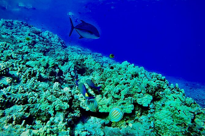 Marine Biologist Guided Snorkel Tour From Shore With Photos - Traveler Reviews