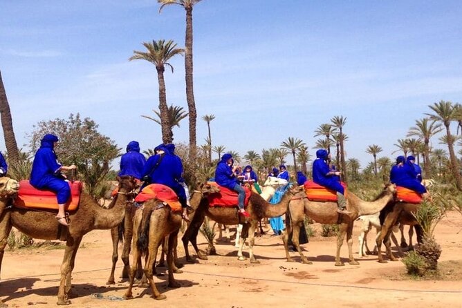 Marrakech Desert Camel Ride - Overview and Experience